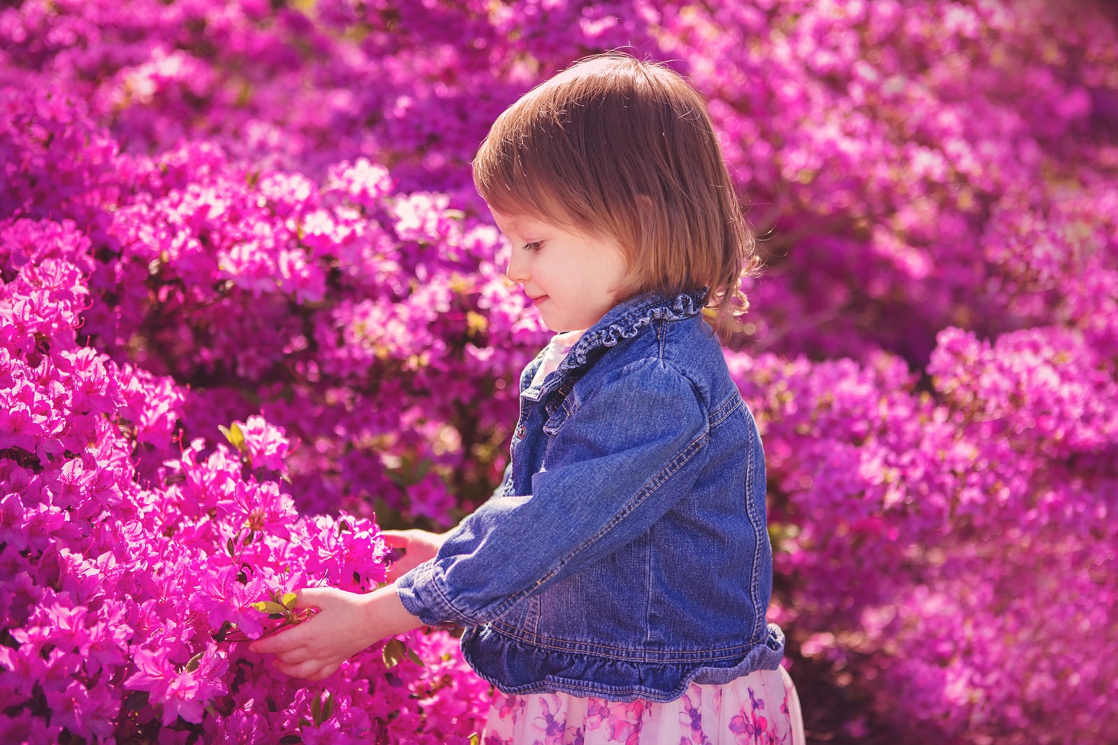 Little Girl touching Azalea Flowers in Sherwood Gardens