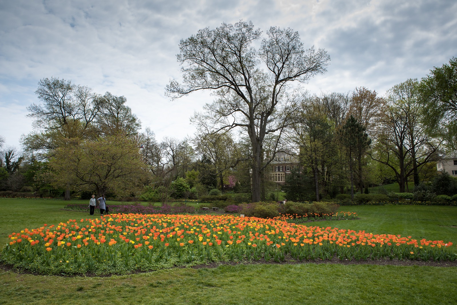Orange Flowers in Sherwood Gardens