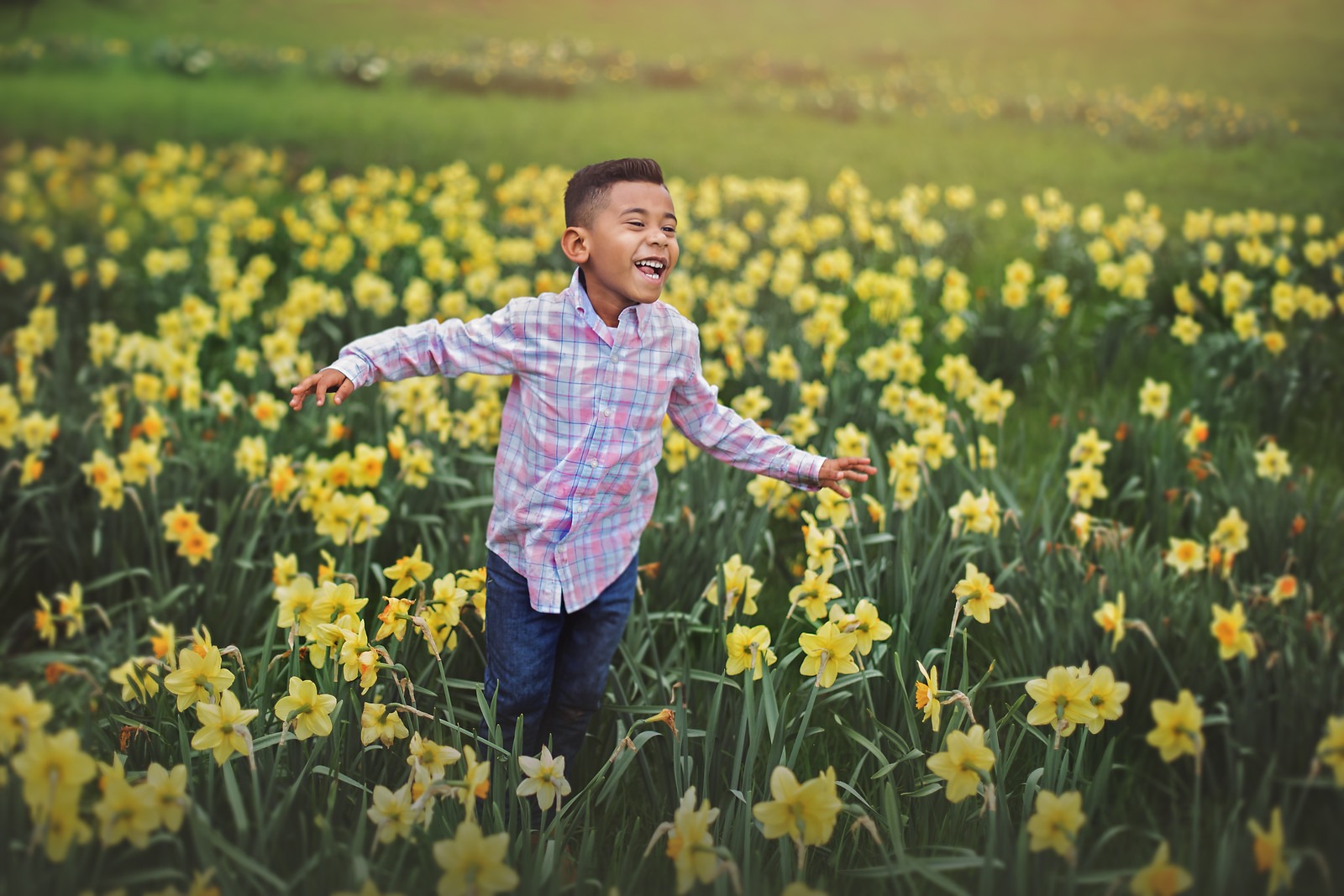 Yellow Daffodil Field in Cylburn Arboretum