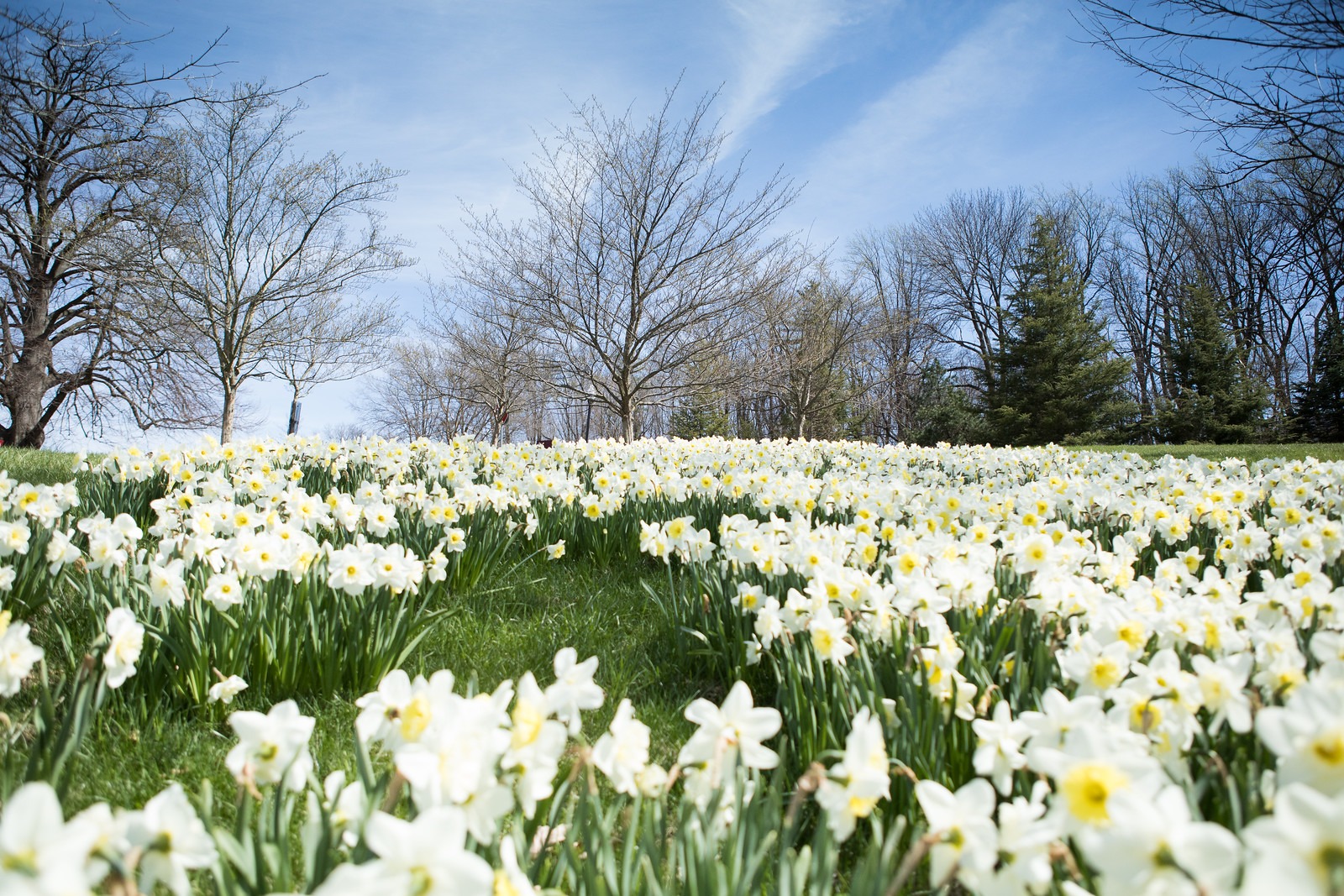 Daffodil Field in Spring in Cylburn Arboretum