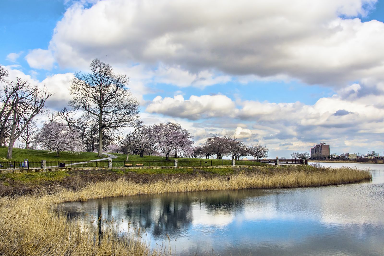 Trees in Druid Hill Park