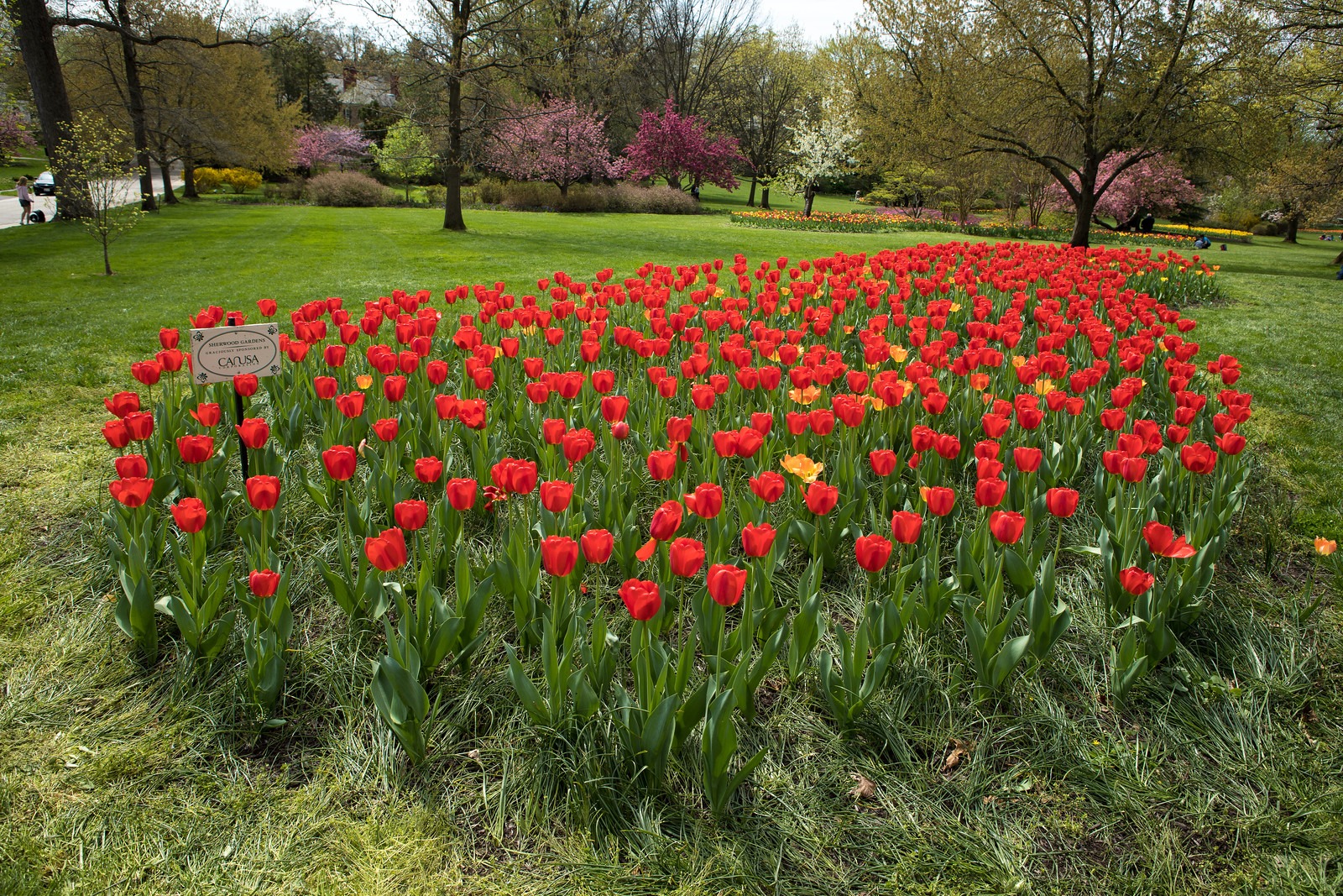 Tulips in Spring in Sherwood Gardens