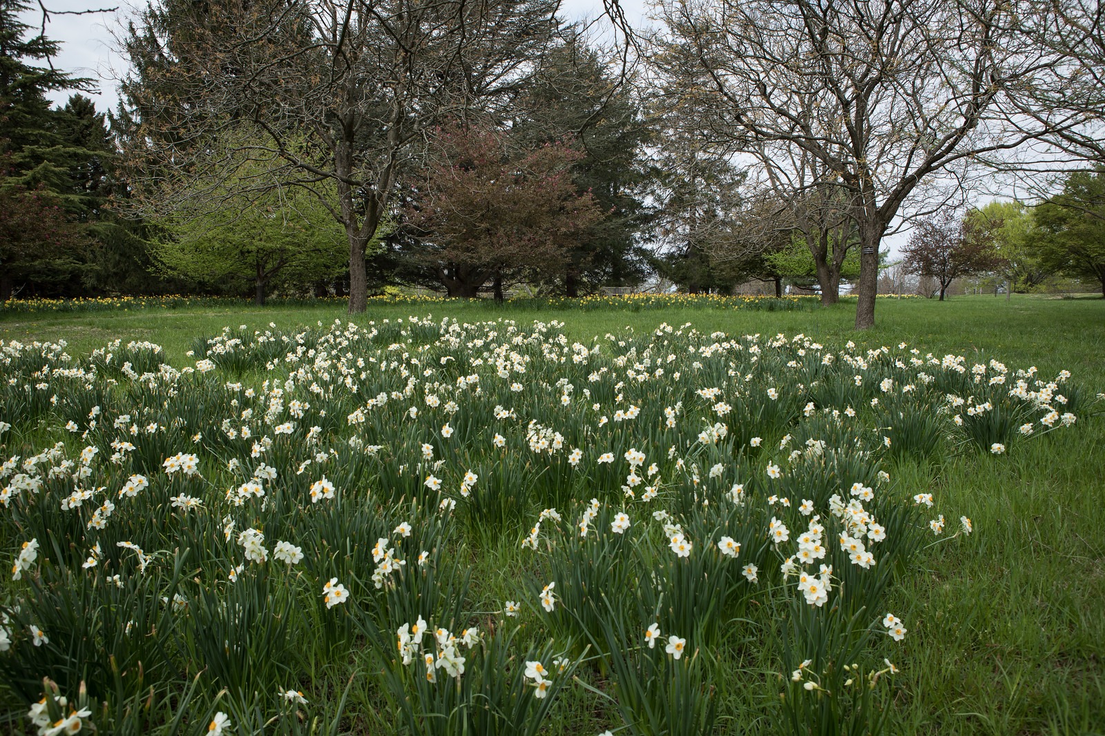 White Daffodils in Cylburn Arboretum